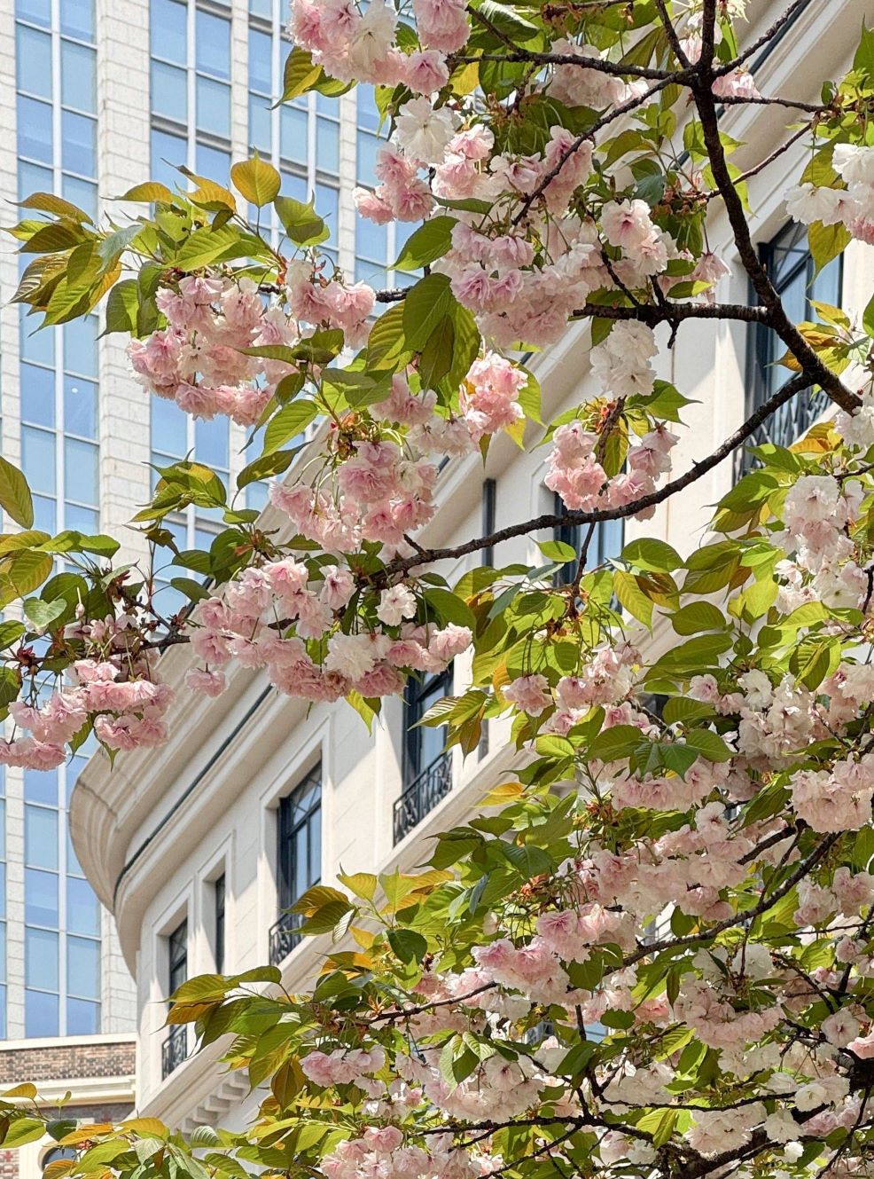 上海春季樱花 顾村公园 上海春天